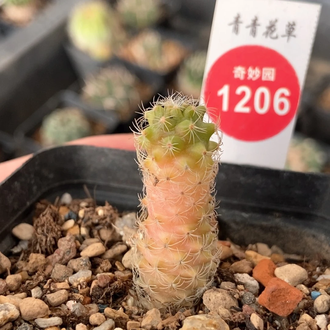 实生乳突锦一颗仙人球