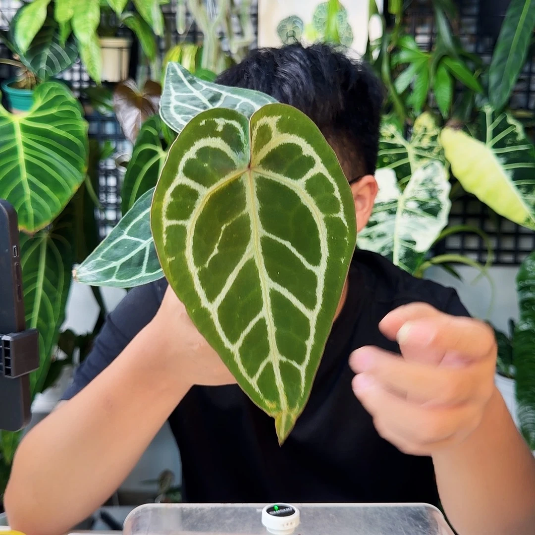 不开花植物G53skg银杂红