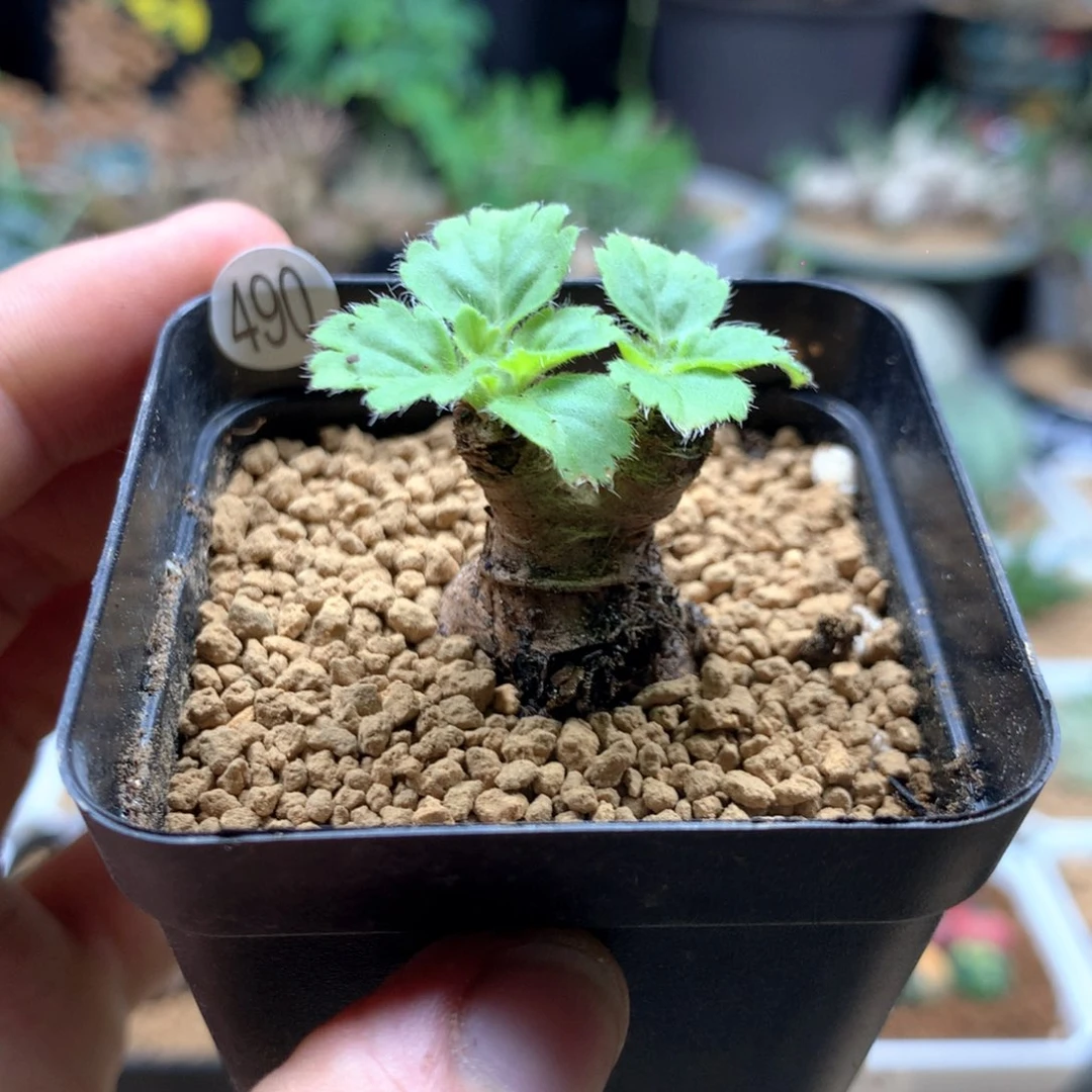 软***糖文纳森补差价多肉