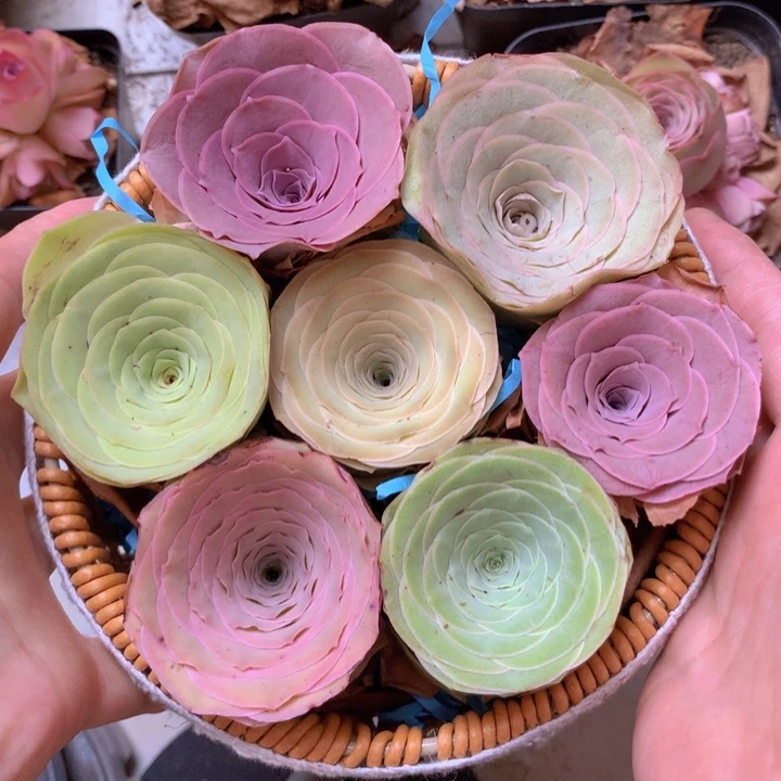 一物一拍花篮福利527
