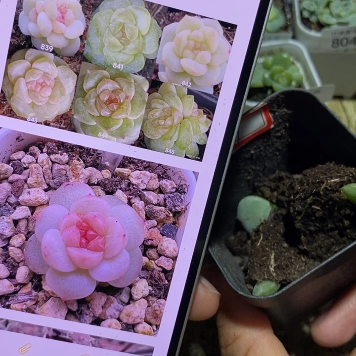风花839芽苗一个多肉