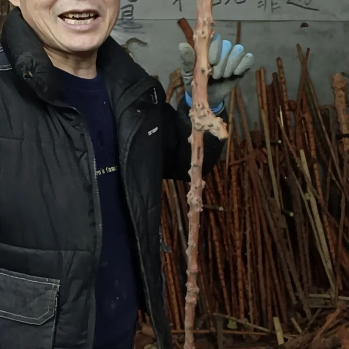 稳定木江**晚贵州檬子木   铁马鞭   根艺  半成品