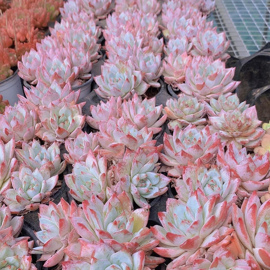 粉蓝鸟群3467789990000