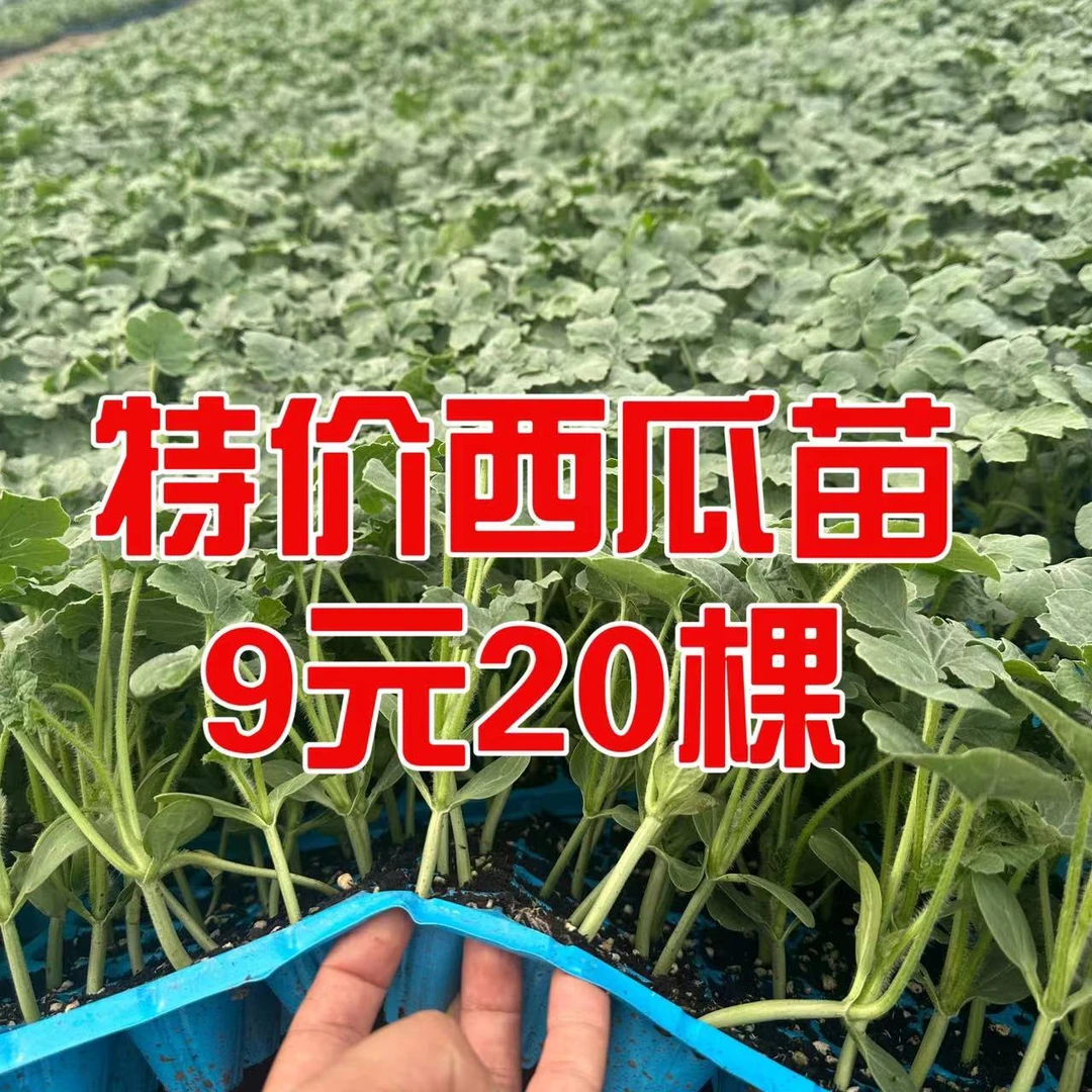 西瓜苗8424西瓜苗黑美人懒汉玉麒麟盆栽地栽四季无籽薄皮