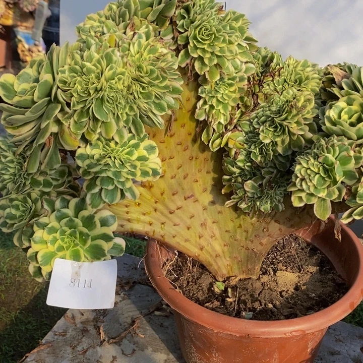 完全开放8111号迈巴赫缀化1颗多肉