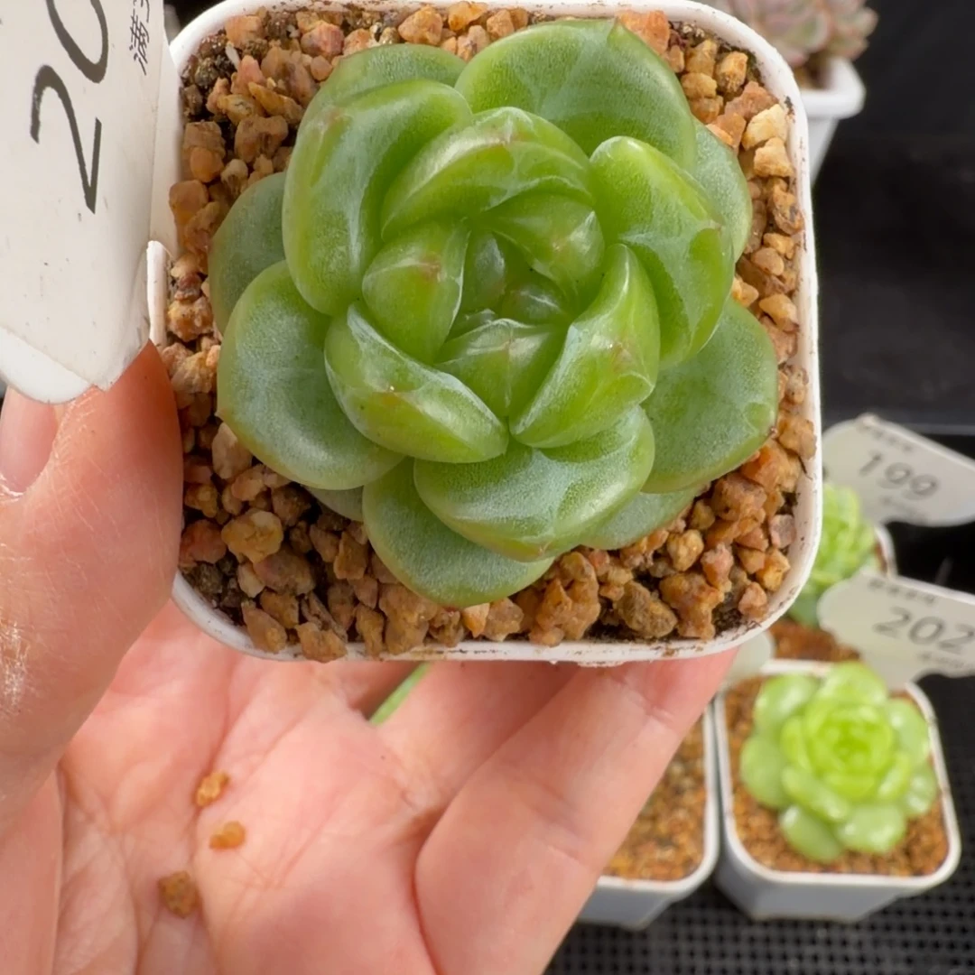 孤品珍妮优选单头204号