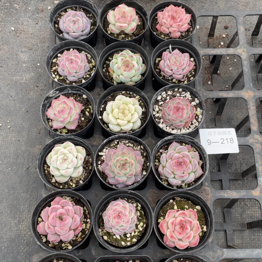 开*一物一拍18颗9-218