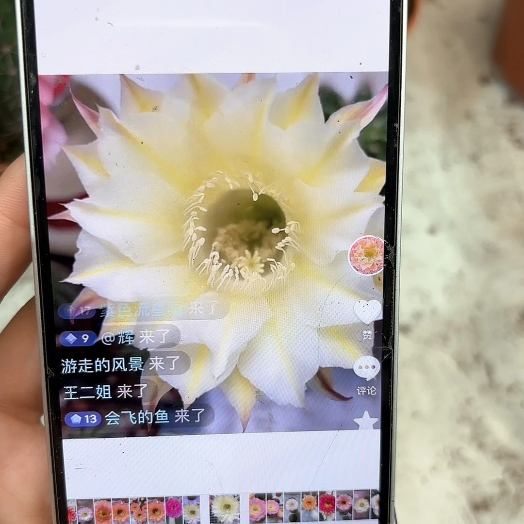 彩草黄白6公分左右