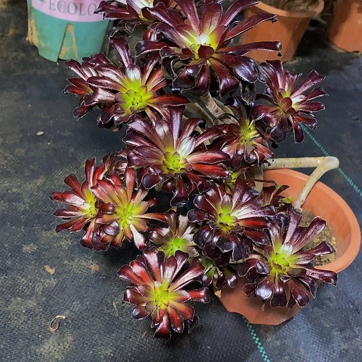 多肉植物保护研究所