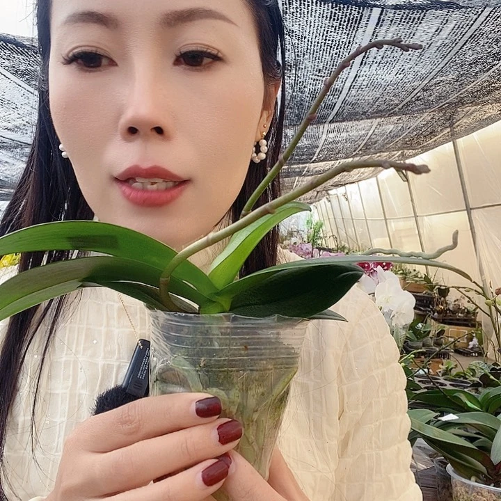 无花朵樱花公主蝴蝶兰
