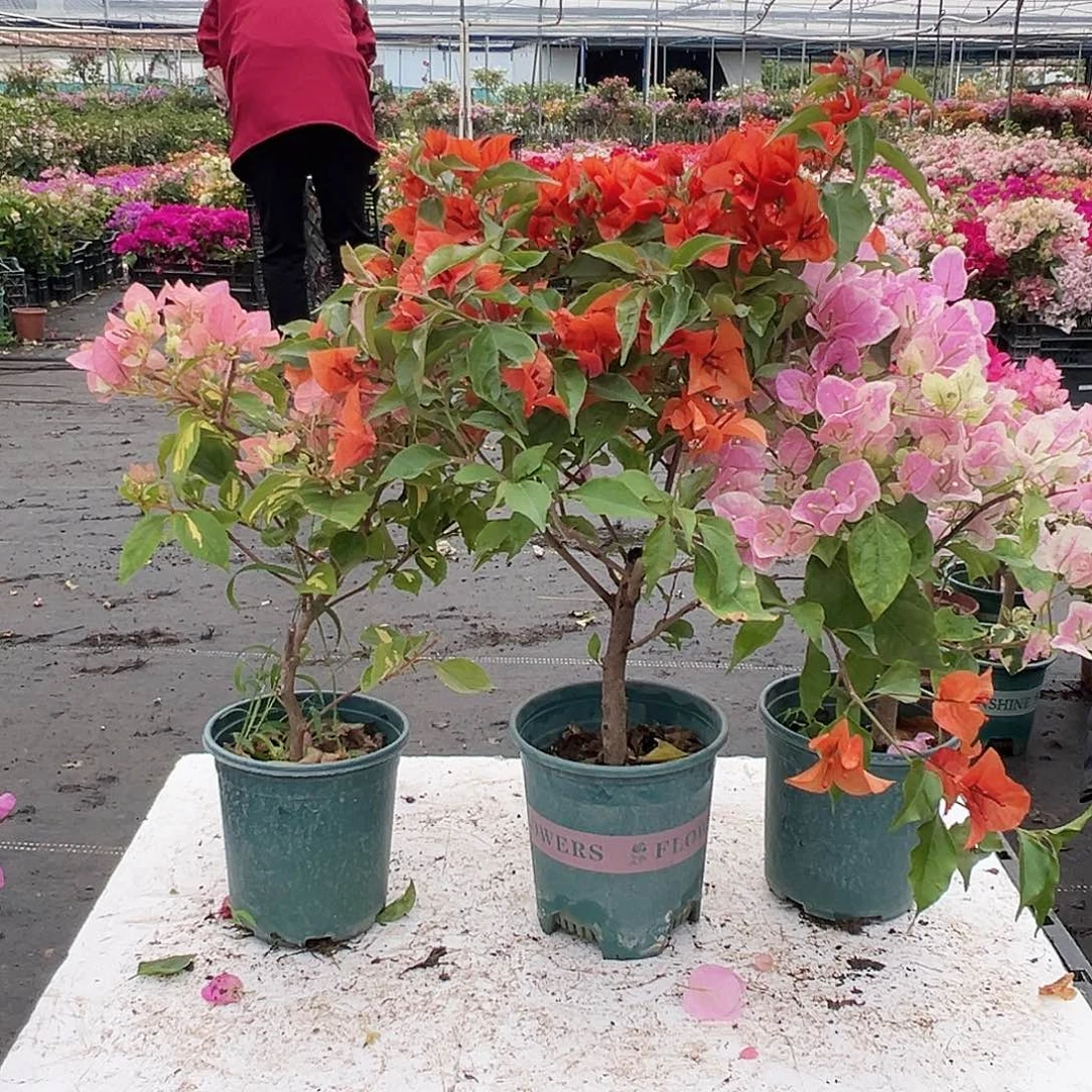 大部分花苞少量开放金心橙白，红桑巴，广红英组合