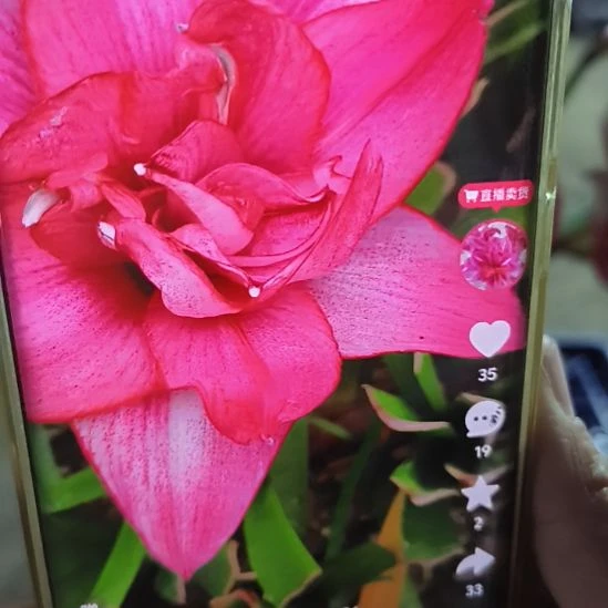 完全开放西瓜酒3左右俩