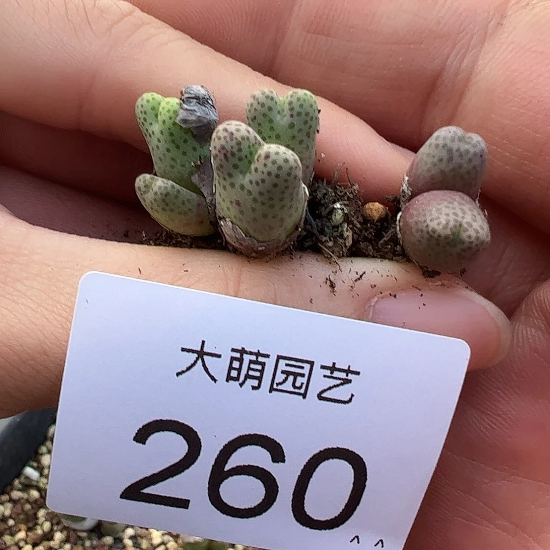 一物一拍园艺955D大型斑马。260