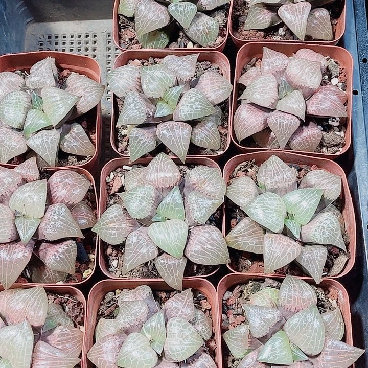 粉玻璃康平新手好养