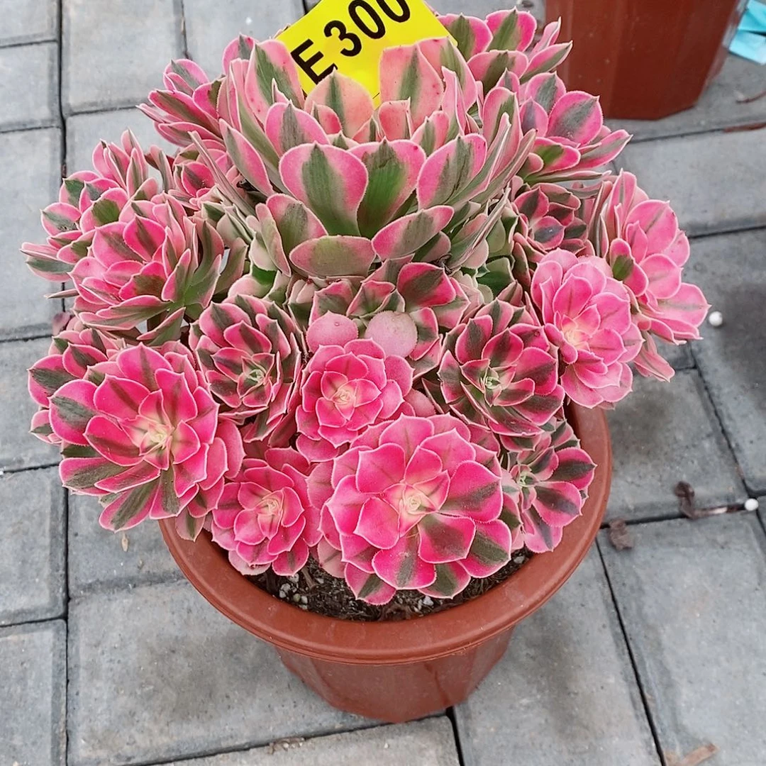 东***哥粉女巫300  冠幅 25