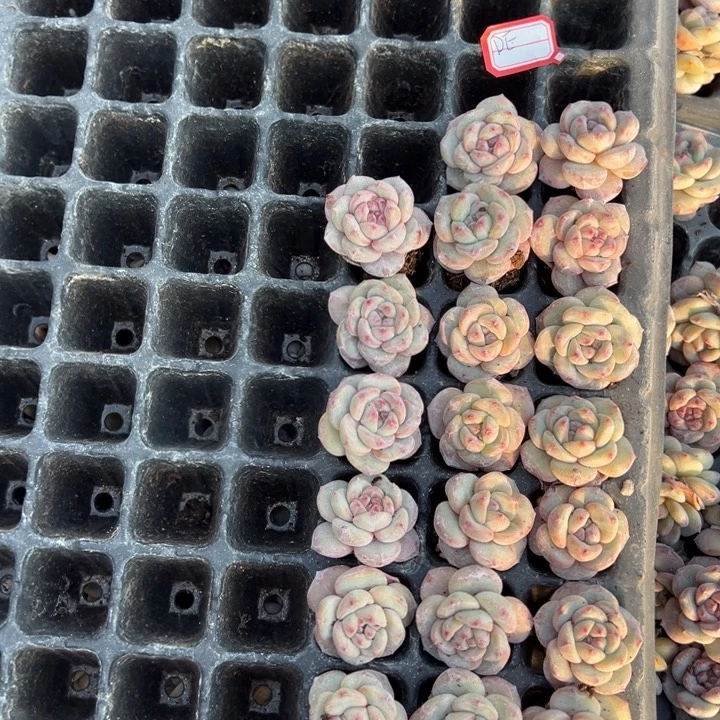 DE一物一拍专拍的