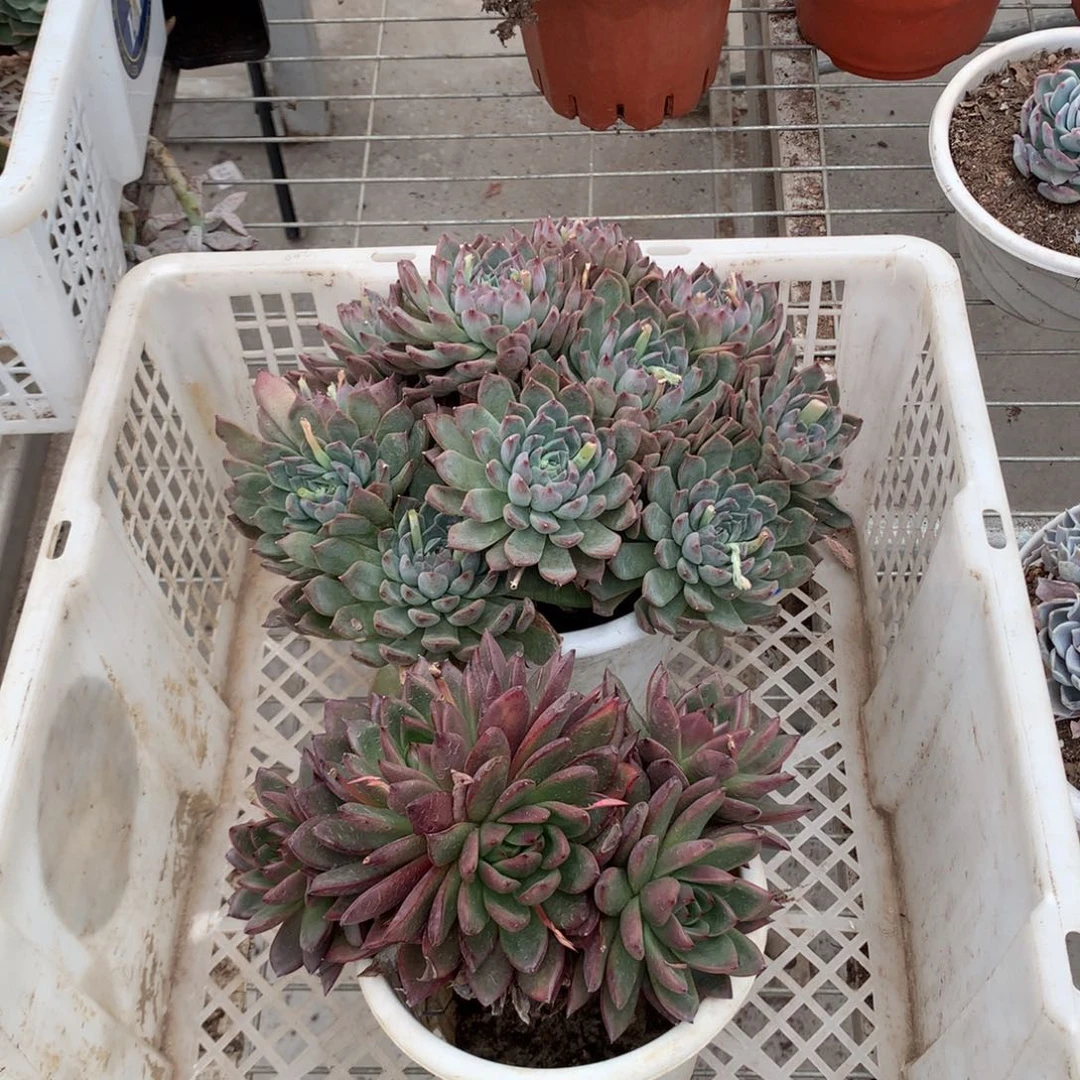 凤*两颗杂交一物一拍