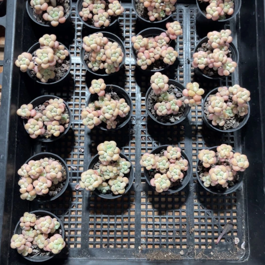 云尘多肉一物一拍306