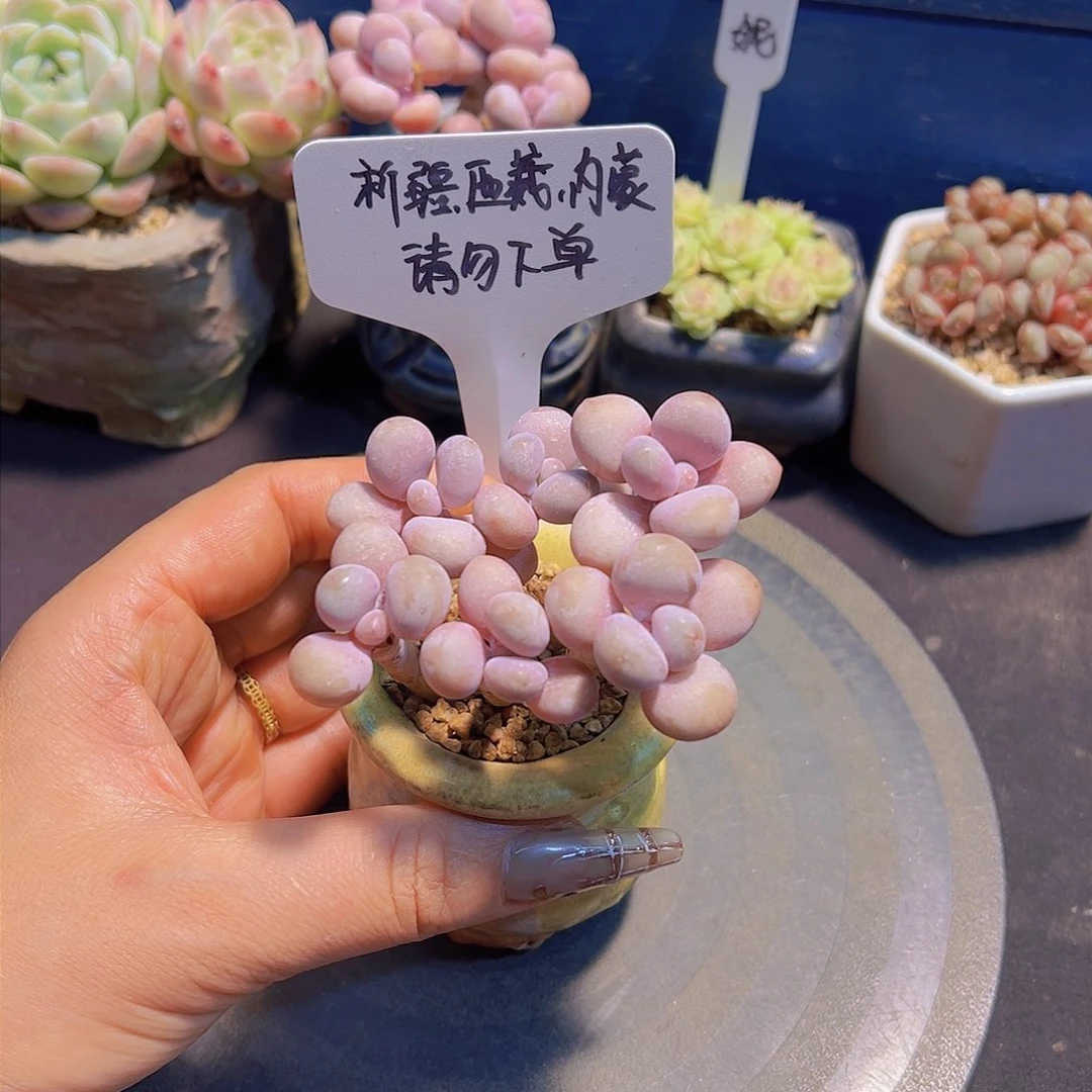 糖果桃蛋，裸根发货，