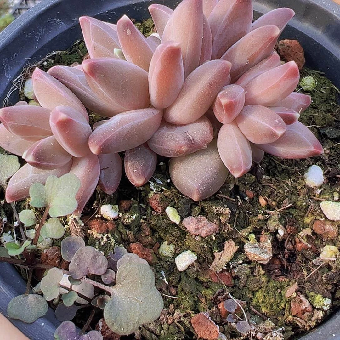 梵高群19包邮多肉植物