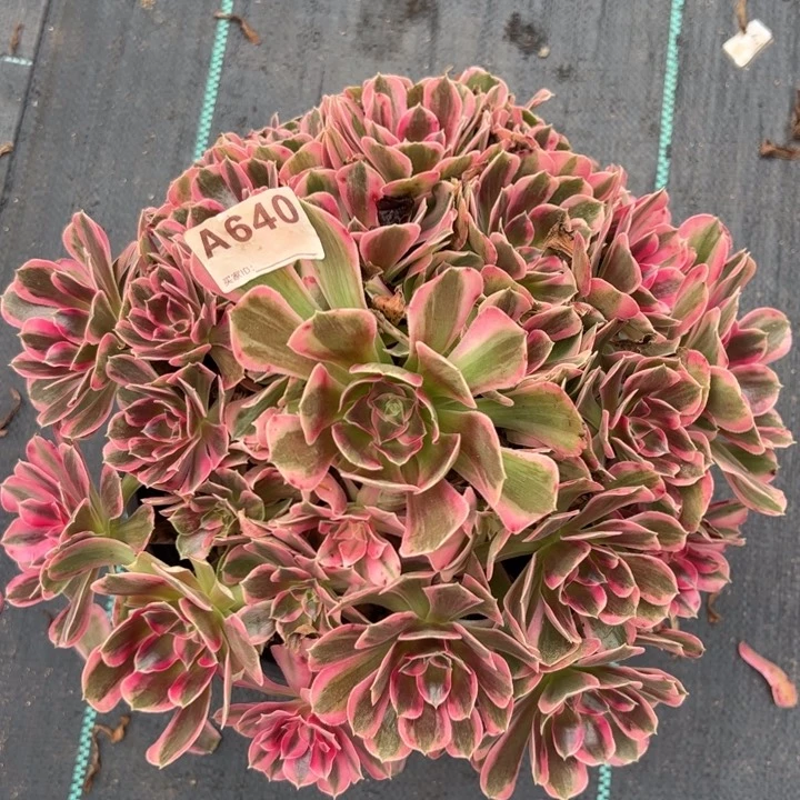 640男神30厘米左右