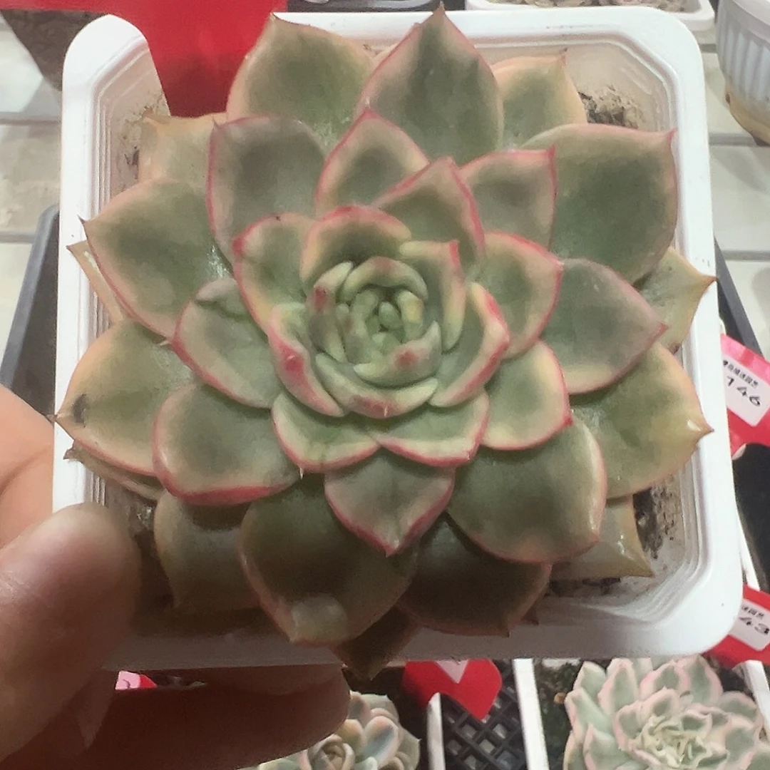 147号蔚蓝锦多肉植物