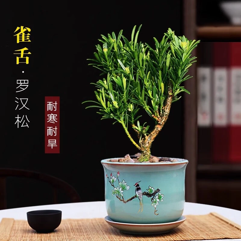 罗汉松小盆景雀舌罗汉松树苗室内四季常青盆栽绿植办公室微盆景