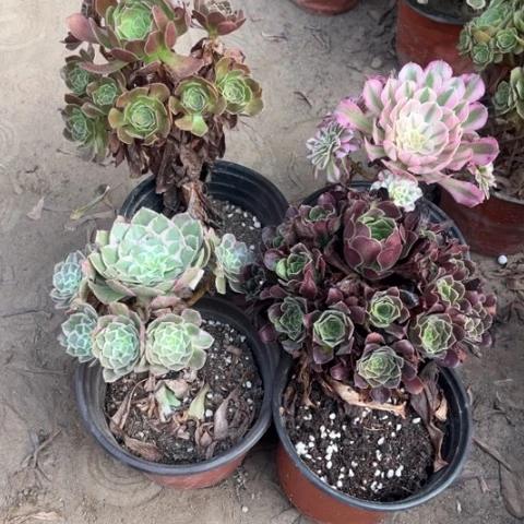 108多肉植物组合，