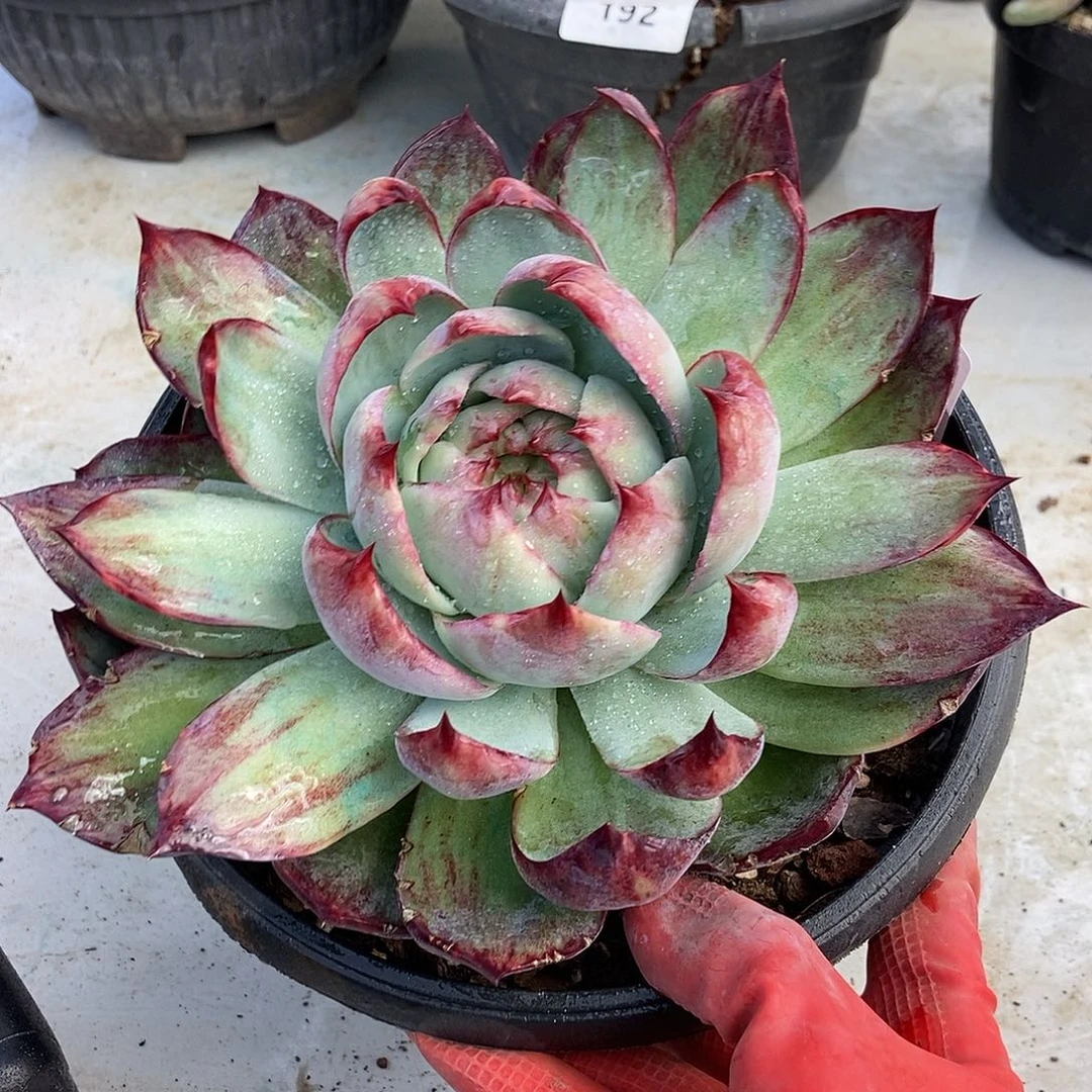 58惊鸿一物一拍多肉