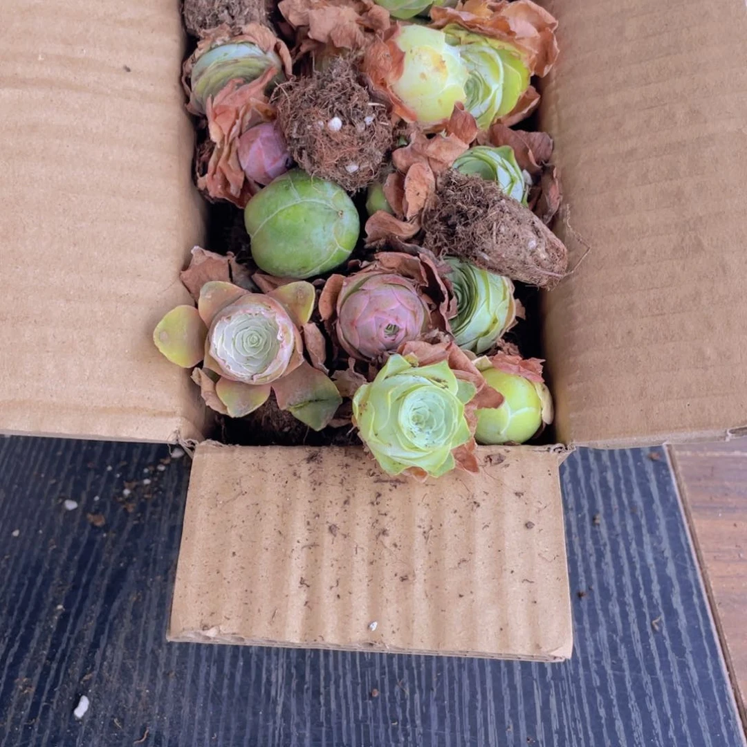 保底三十二颗量拍888888