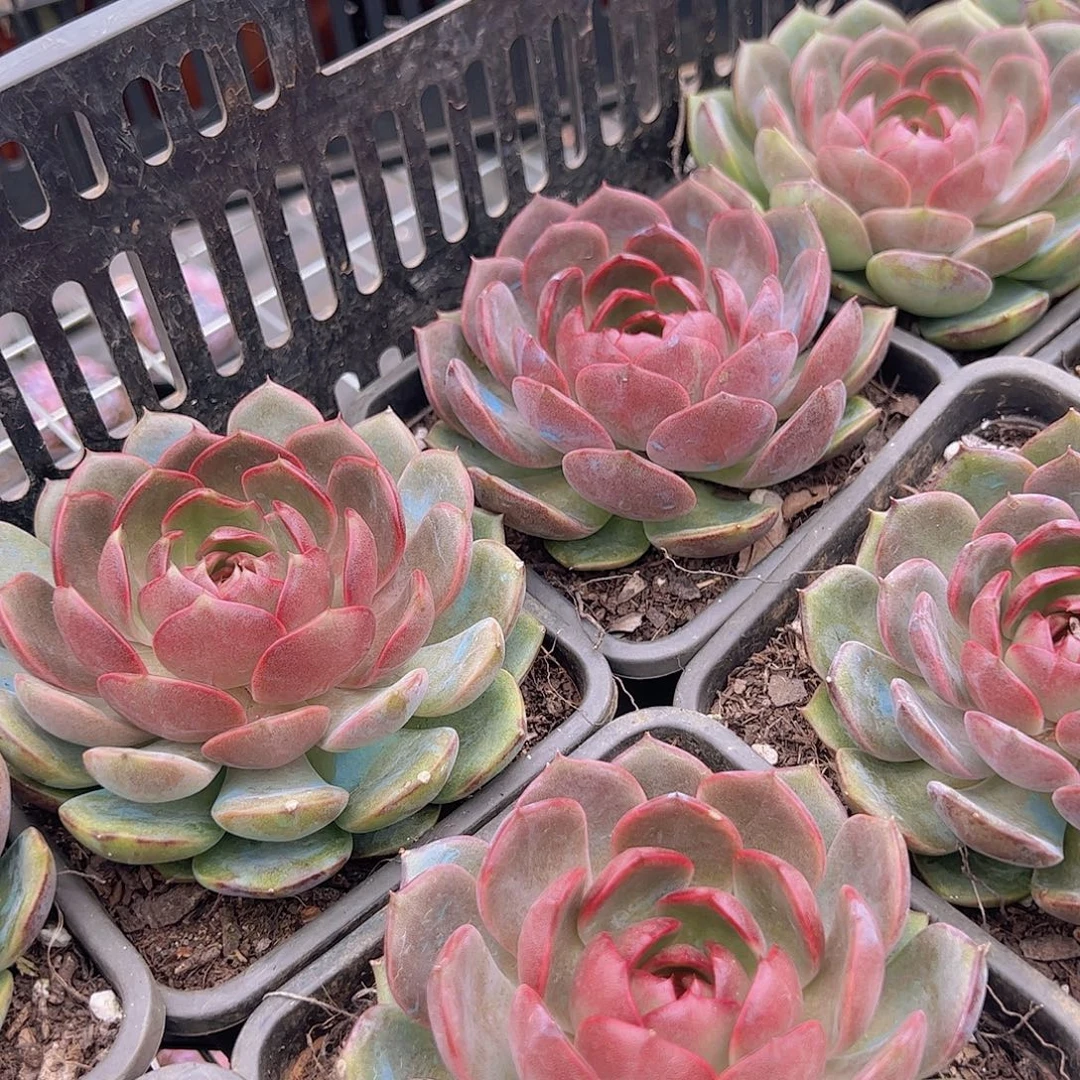 蓝莓大单头大盆贵货特价