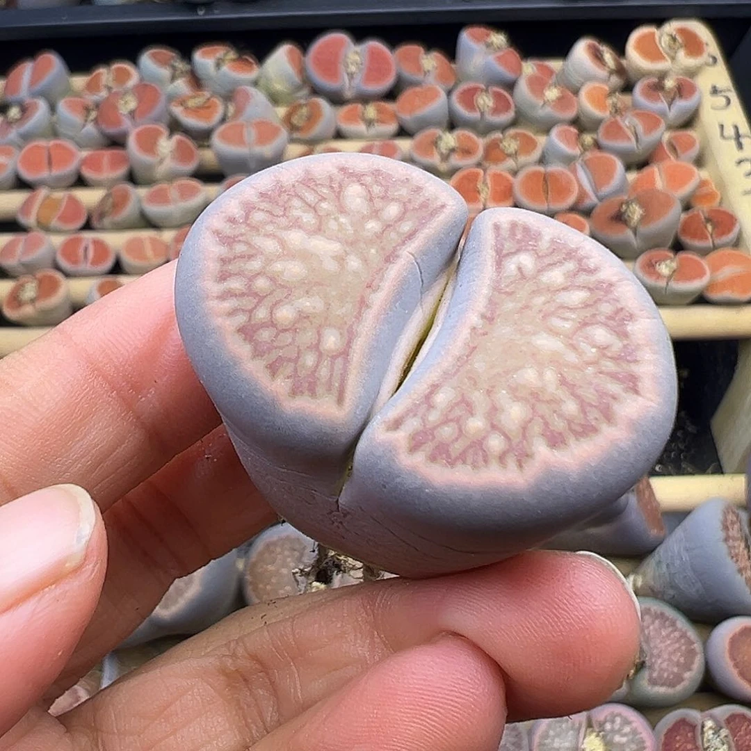 1514巨无霸蓝紫体福利