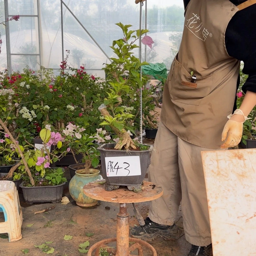 大部分花苞少量开放金夫人 43脱