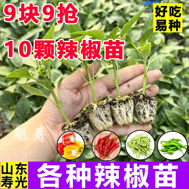 辣椒苗二荆条特大牛角椒羊角椒方椒线椒甜椒方椒四季蔬菜苗包邮