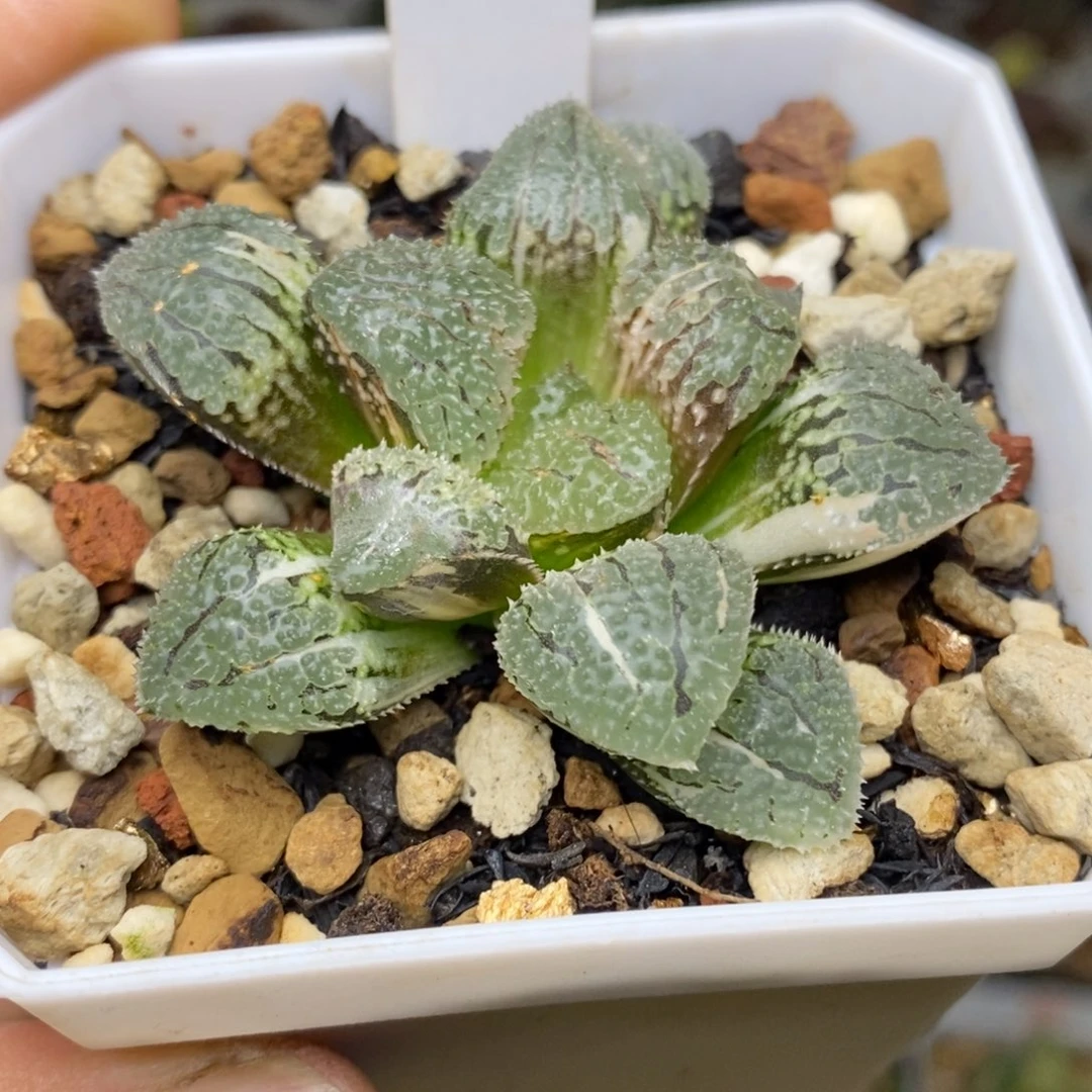 616号具味城锦多肉植物