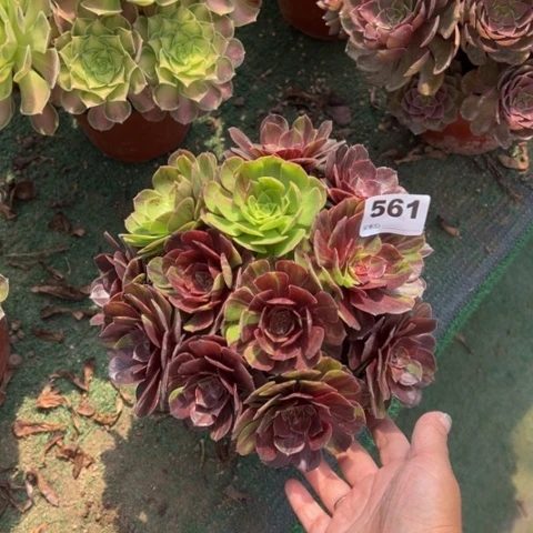 欧***辰561花月夜朵朵多肉
