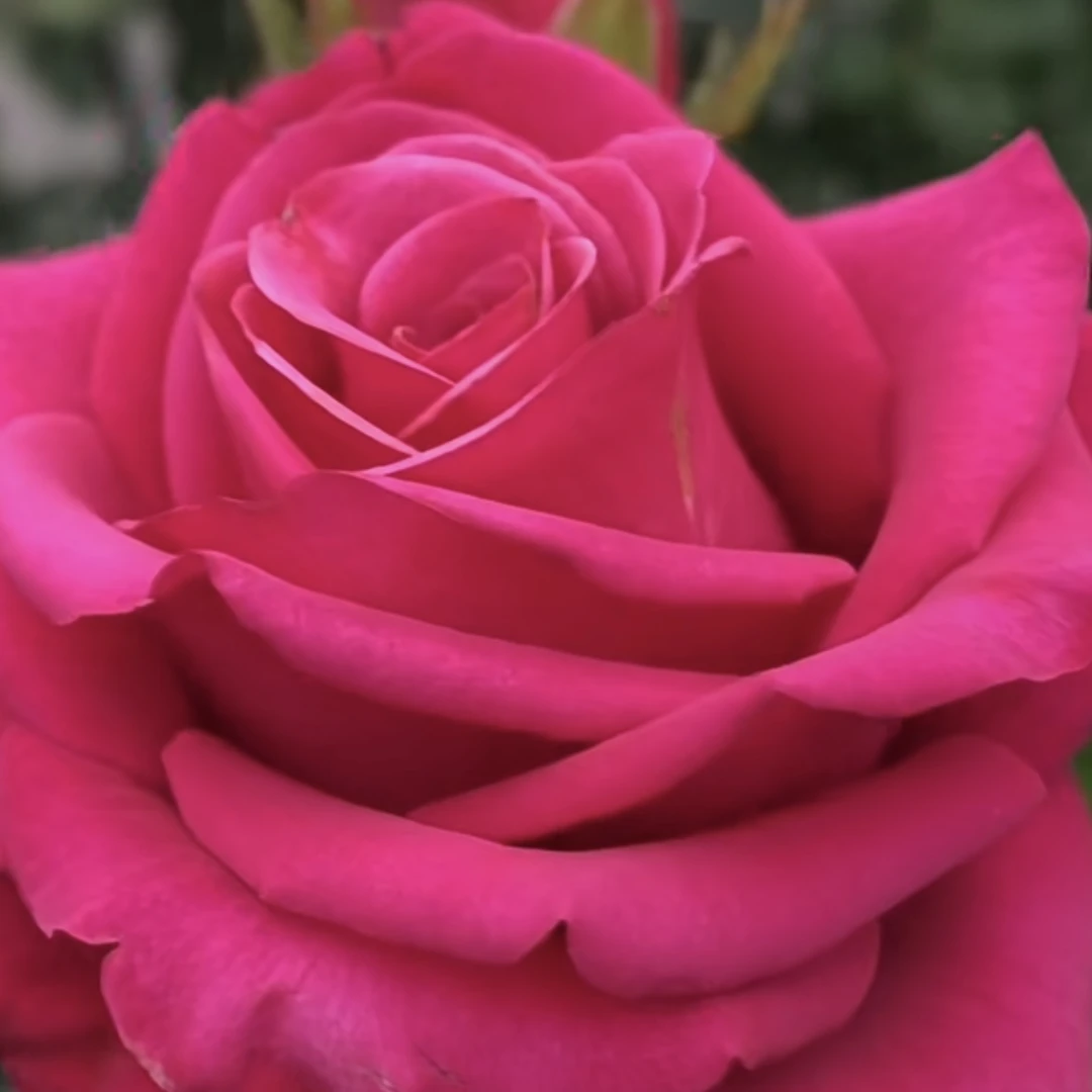 切花玫瑰 玫瑰浆果  大花型阳台盆栽庭院花园植物