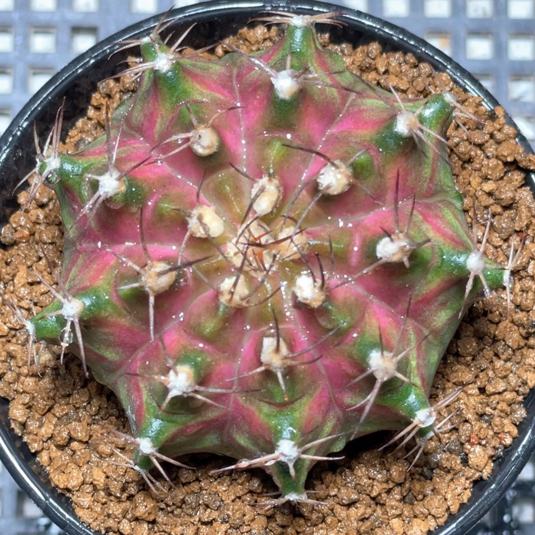 当前无花朵，栽培后可花朵