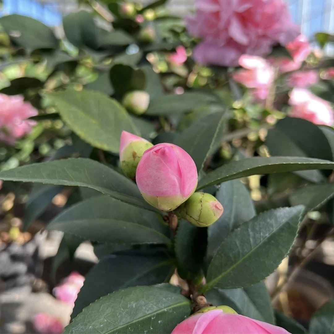 50-60cm苗香妃茶花花期长花量大粉色特经典