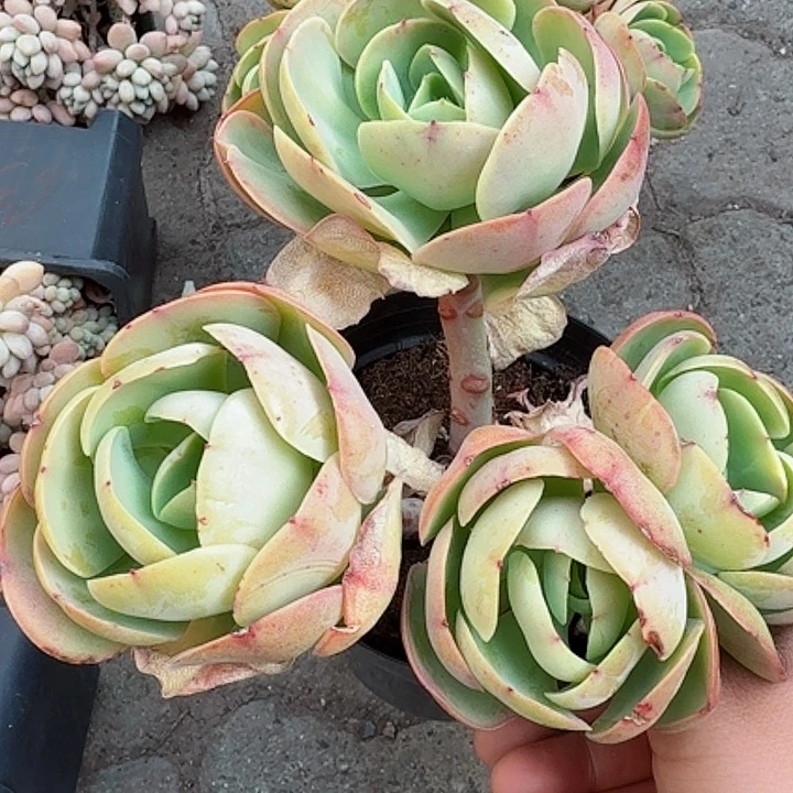 鸡蛋碧桃多肉植物