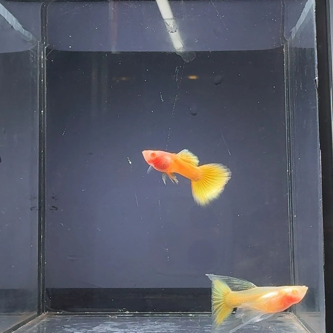 孔雀鱼黄金缎带大c1对