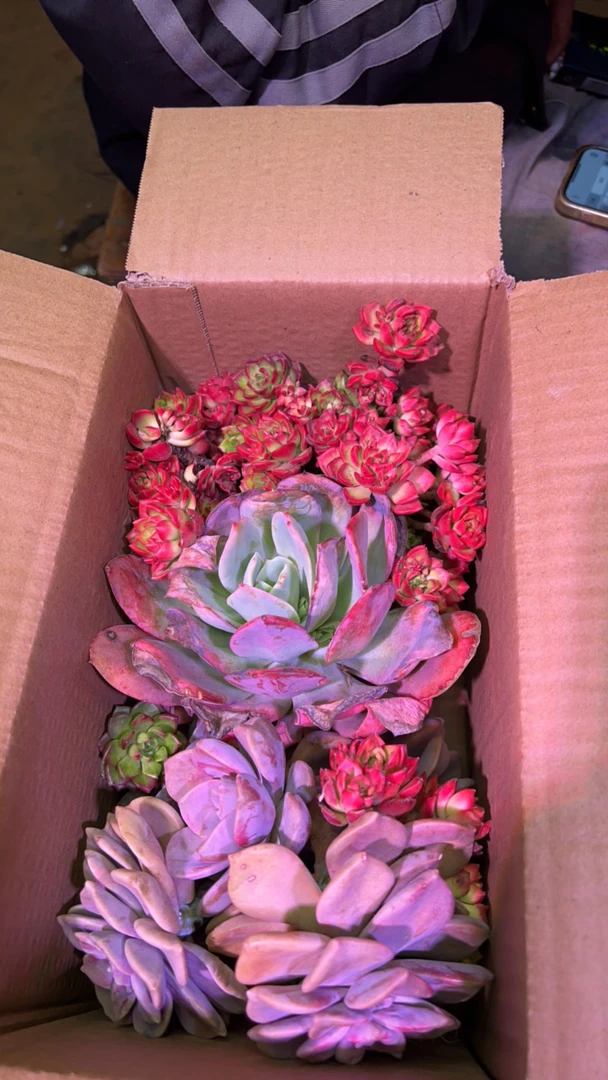 老桩地载多肉混装断枝断头不兽后