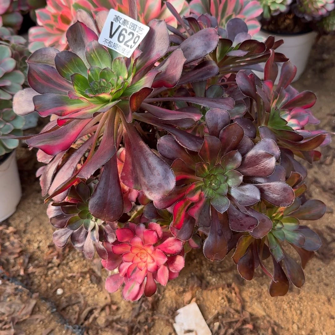 629花蝴蝶官服25左右2