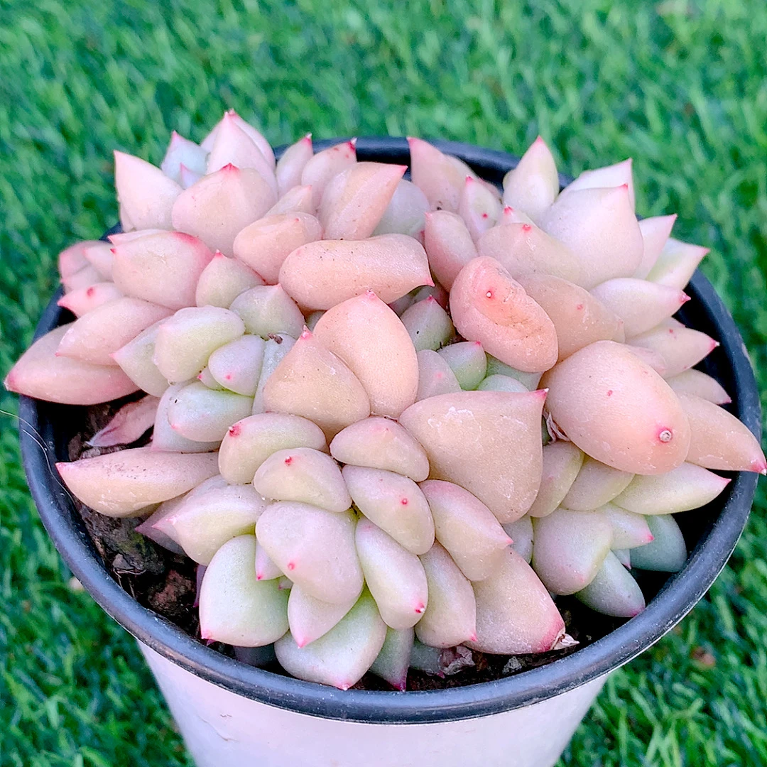 象牙群生精品多肉植物盆栽阳台好养易养花卉一单包邮