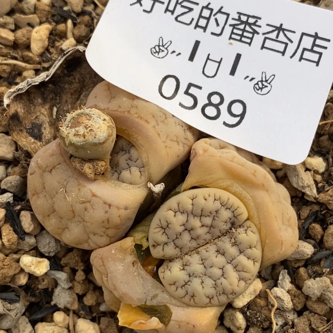 0589。零下拍保温。