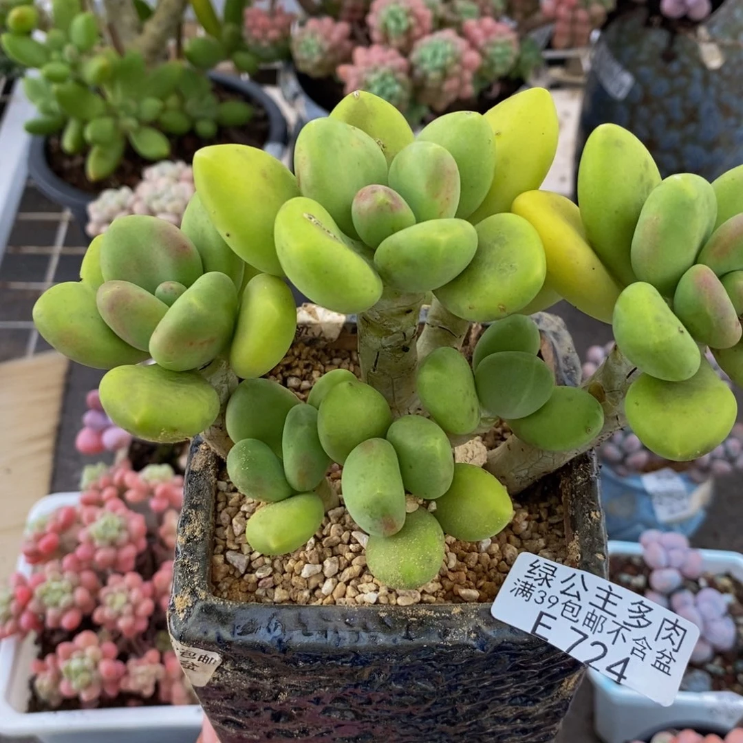 724芒果奶10cm多肉