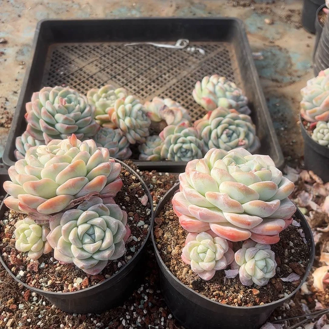 陈燕云姐得两个冰玉好看