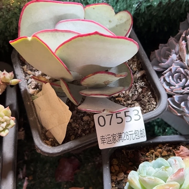 幸运儿的故事也是很有意思
