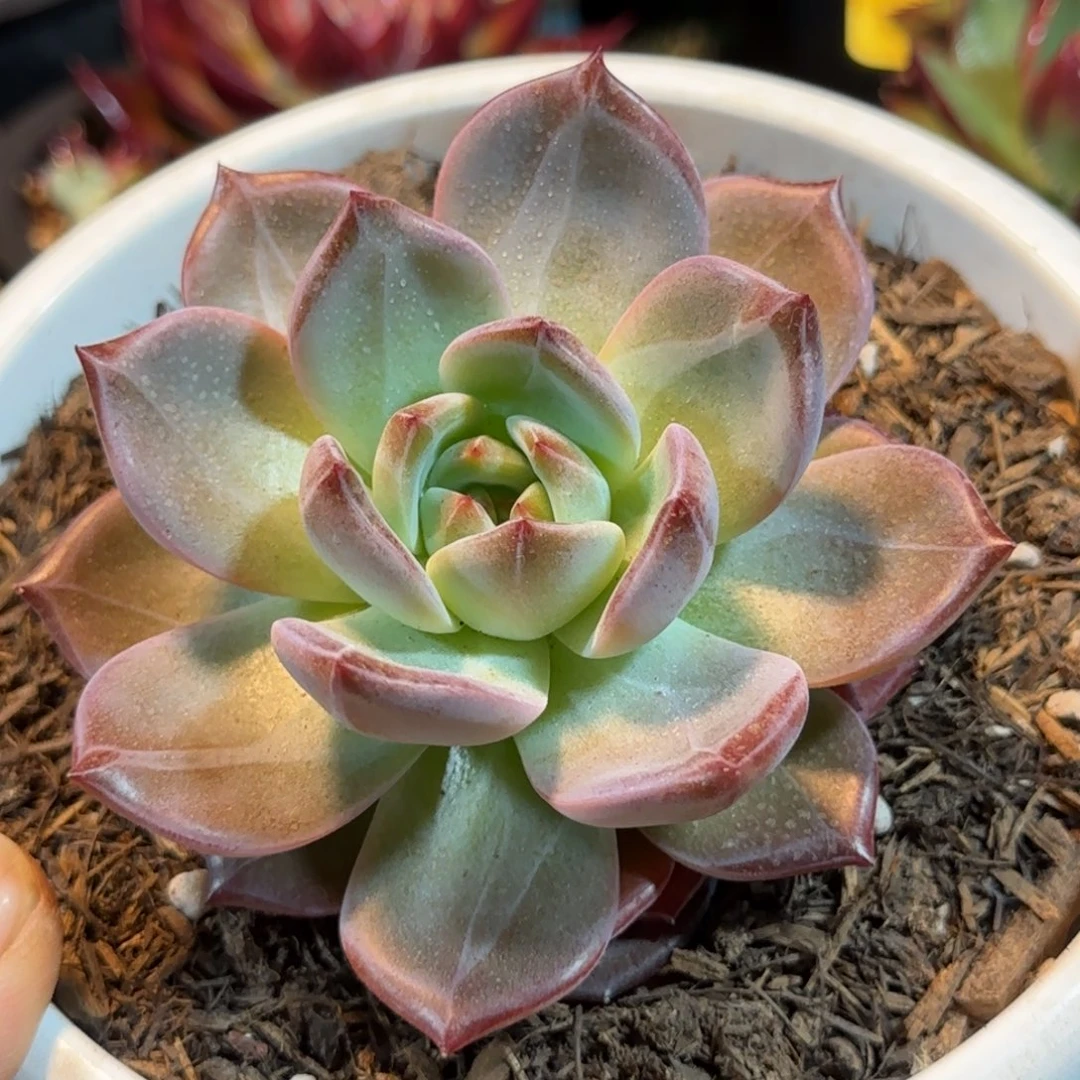 夜魔侠惊鸿一物一拍包装收缩花旱