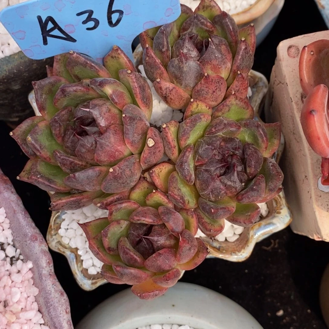 小***小火苗水晶多肉植物盆栽